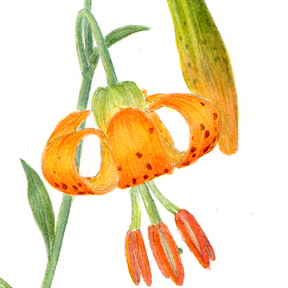 Lilium washingtonianum watercolor by Vorobik